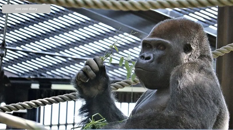 京都市動物園　モモタロウ　表情